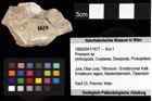 Foto (Objket + Etiketten) von Goniodromites bidentatus (Reuss, 1858) 